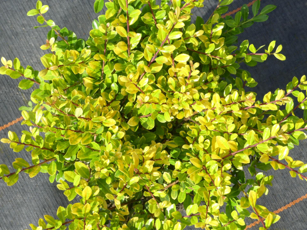 Ilex crenata Golden Gem 1