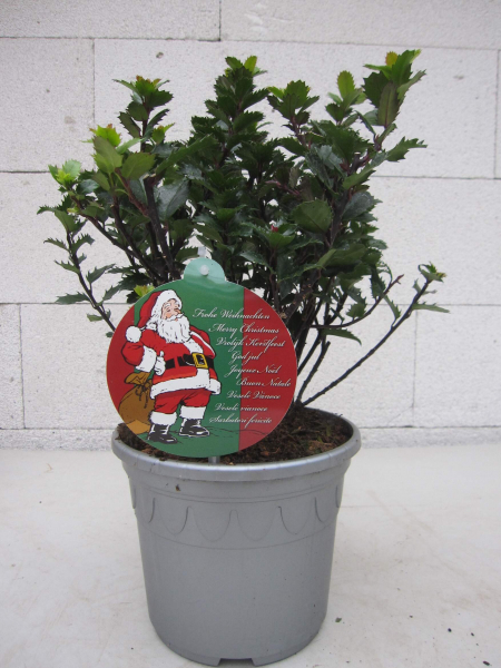 Ilex meserveae Little Pirate1