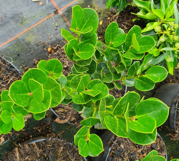 Ilex perado 1
