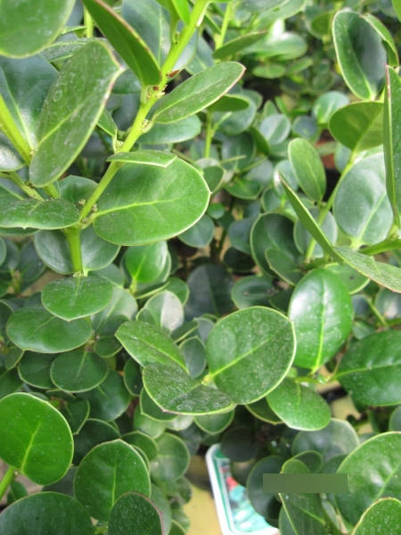 Ilex pernyi2