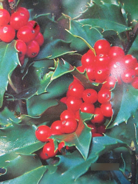 Ilex pernyi1