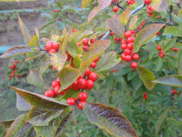 Ilex verticillata 1