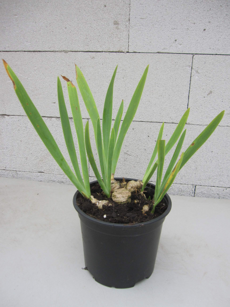 Deutsche Schwertlilie - Veilchenwurzel - Iris germanica Florentina