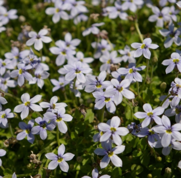 Isotoma fluviatilis1