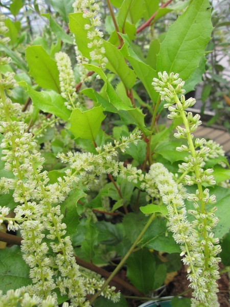 Itea ilicifolia1