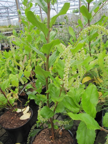 Itea ilicifolia3