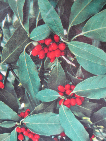 Japanische Aukube Salicifolia 1