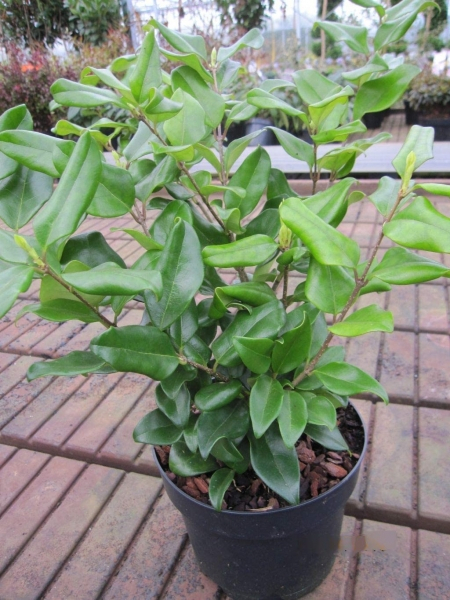 Ligustrum japonicum Texanum 1