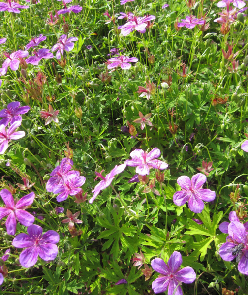 Geranium yesoense var. nipponicum 2