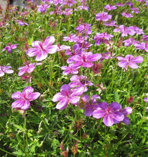Geranium yesoense var. nipponicum 1