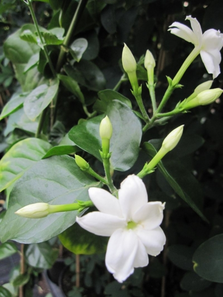 Jasminum angustifolium 1