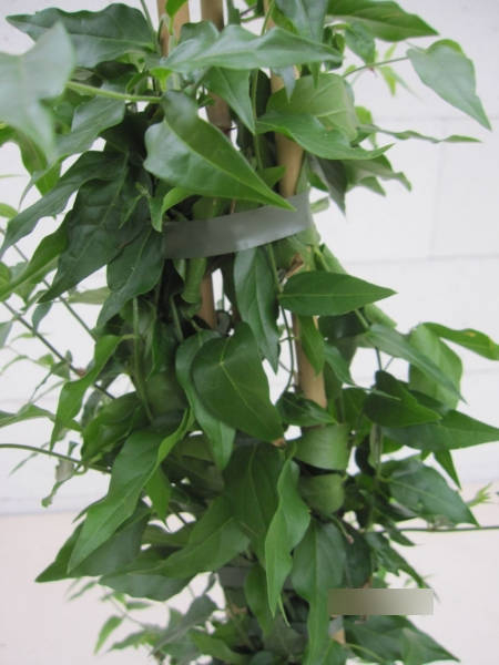 Jasminum angustifolium 2