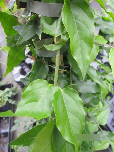 Jasminum angustifolium 3