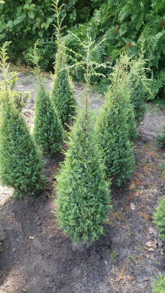 Juniperus communis Hibernica 1