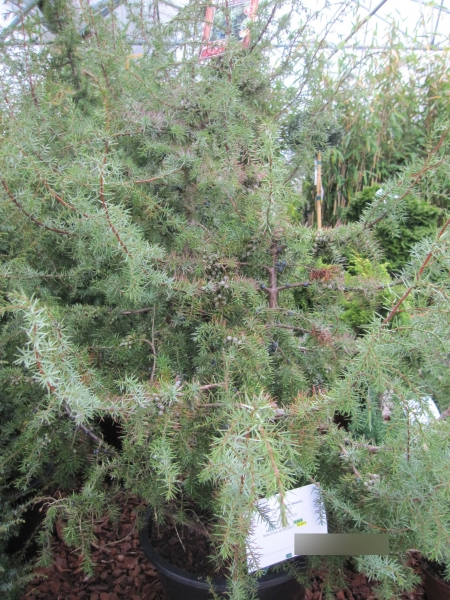 Juniperus communis1