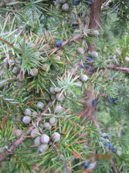 Juniperus communis3