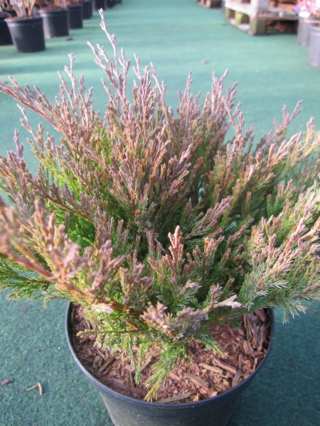 Juniperus horizontalis Andorra1
