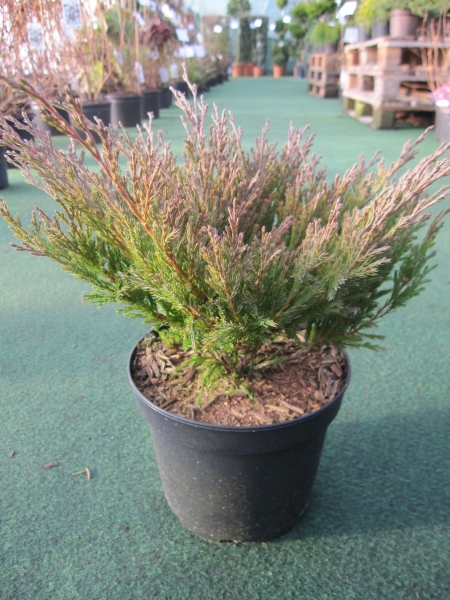 Juniperus horizontalis Andorra2