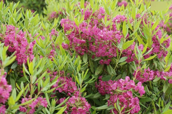 Kalmia angustifolia Rubra