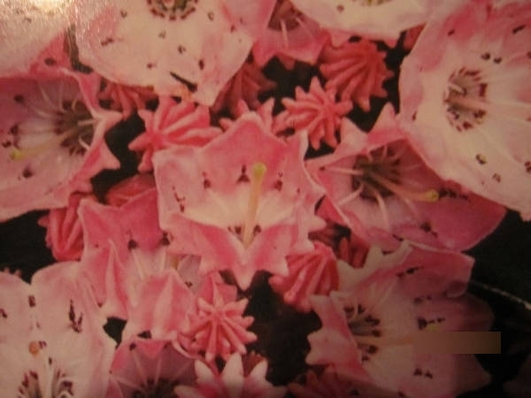 Lorbeerrose Bridesmaid 2