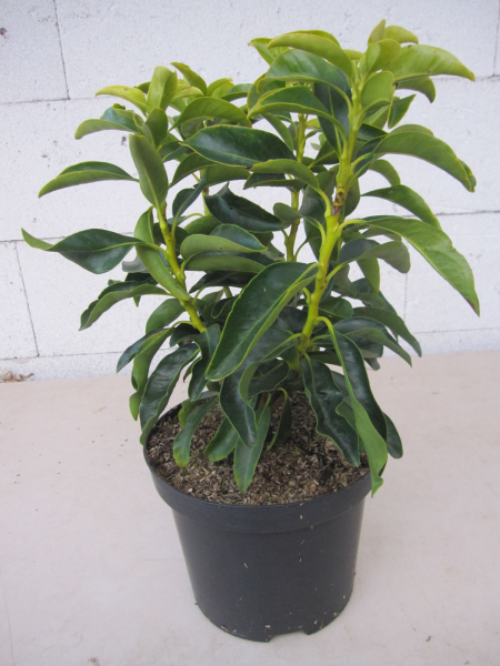 Kalmia latifolia Snowdrift 2