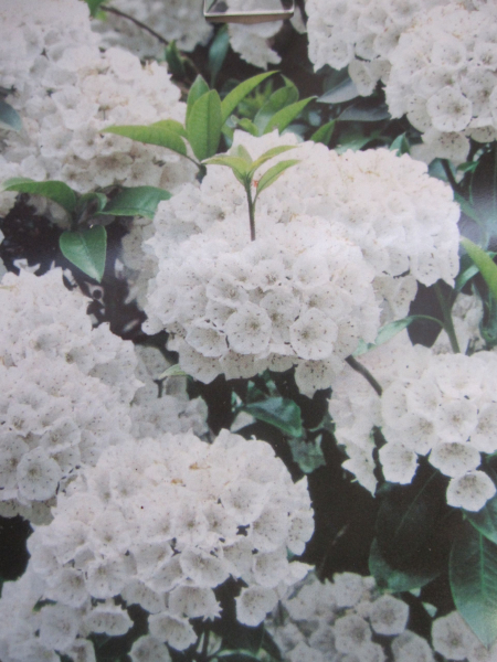 Lorbeerrose Snowdrift 2