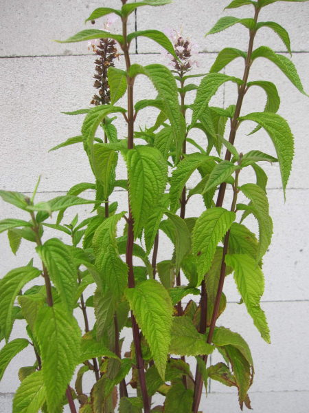 Kanadische Gamander 3