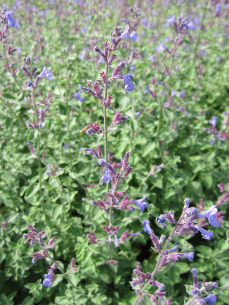 Nepeta faassenii Dropmore 2