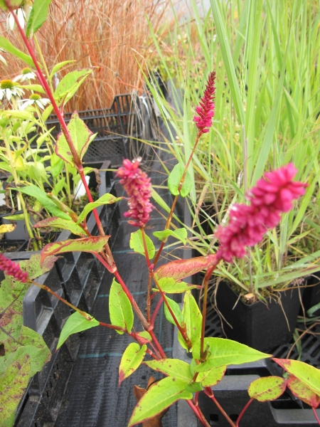 Kerzen-Knöterich Speciosa1