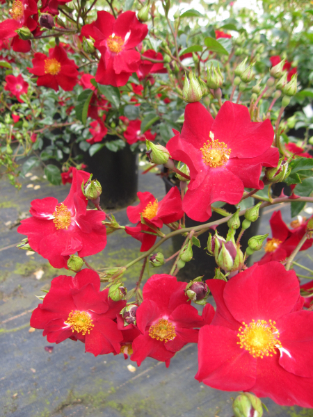 Kleinstrauchrose Alcantara 1