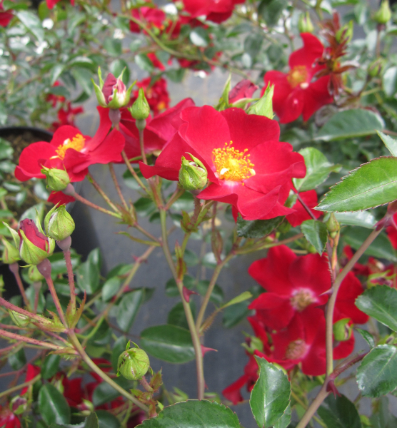 Kleinstrauchrose Alcantara 3