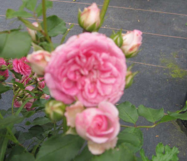 Kleinstrauchrose Amica 2
