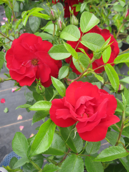 Kleinstrauchrose Cayenne 1