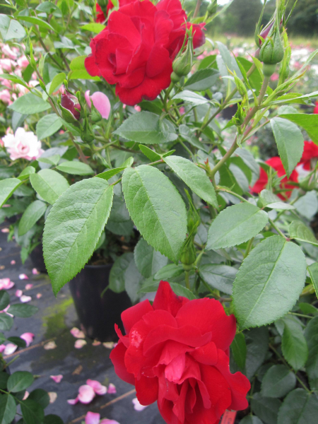 Kleinstrauchrose Cayenne 3