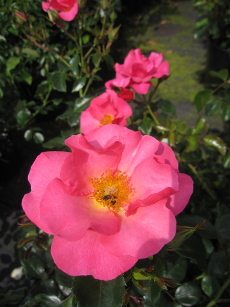 Kleinstrauchrose Hoppla 1