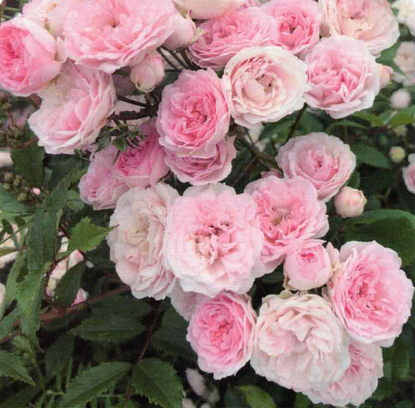 Kleinstrauchrose Pashmina 1