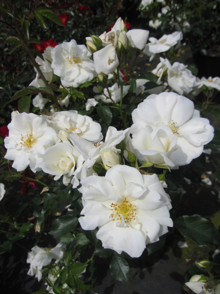 Rosa Schneeflocke 1