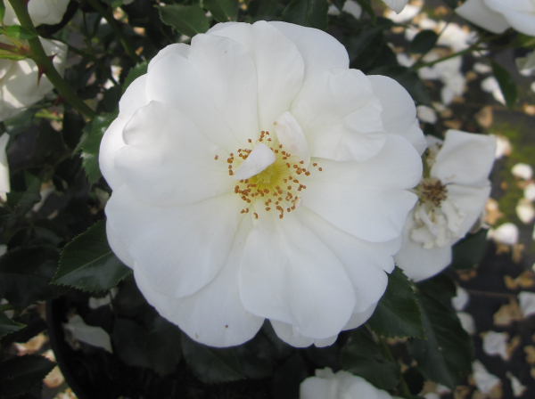 Rosa Schneeflocke 2