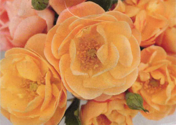 Kleinstrauchrose Sedana 1
