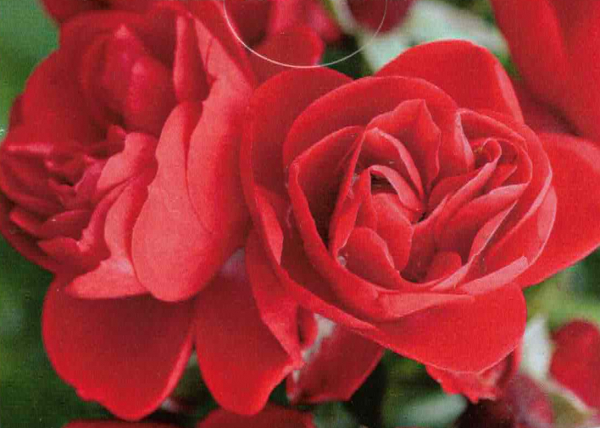 Bodendeckerrose  Sorrento 1
