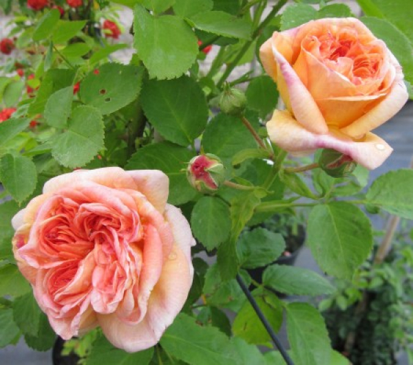 Rosa Alchymist 3