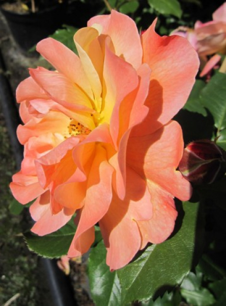 Kletterrose Alchymist 1