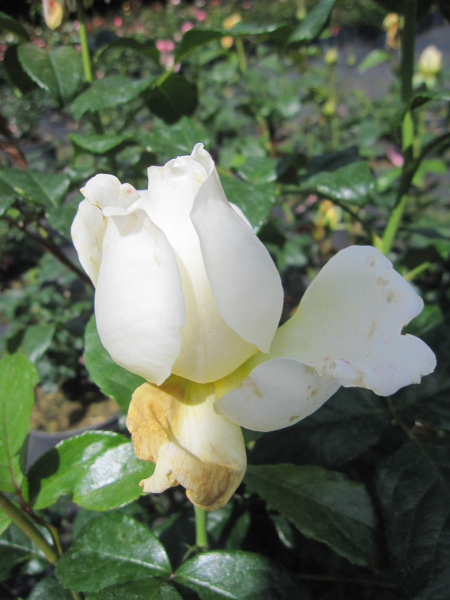 Rosa Amnesty International 2