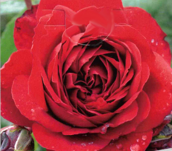 Kletterrose Belkanto 1