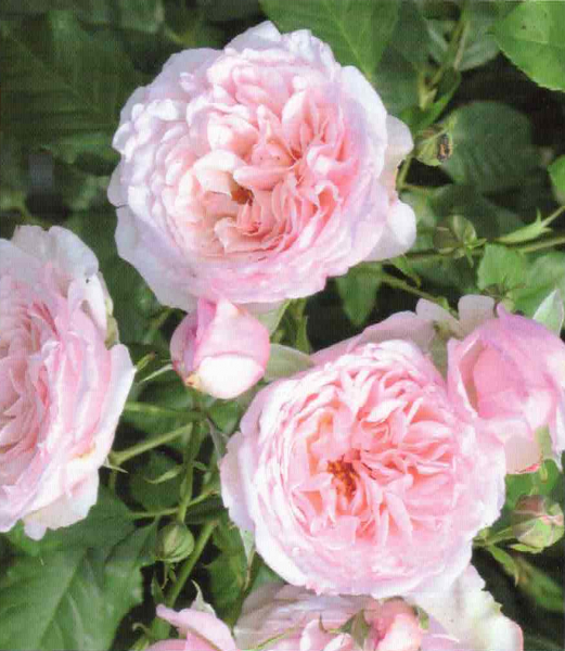Kletterrose Divinia 1