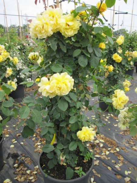 Kletterrose Golden Gate 2