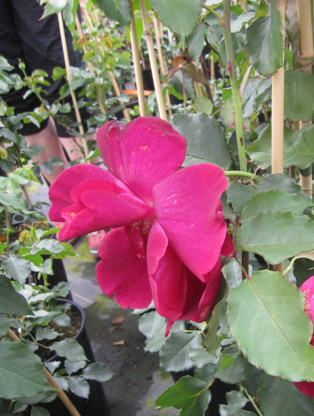 Kletterrose Guinee 1