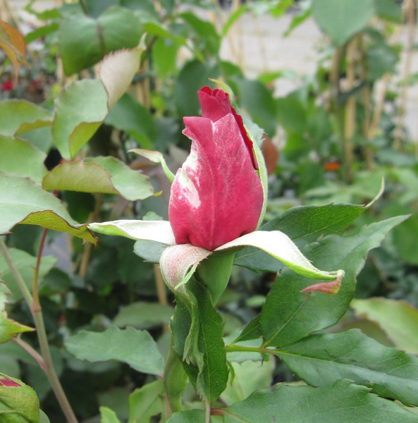 Kletterrose Guinee 2