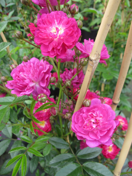 Rosa Manhattan Blue 3