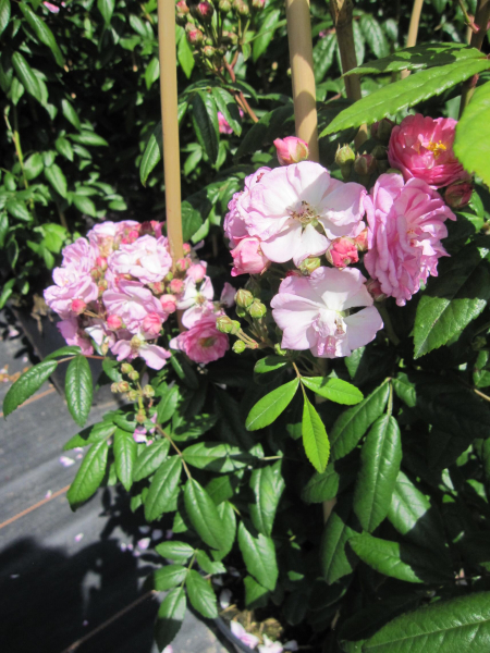 Kletterrose Perennial Rosali 3
